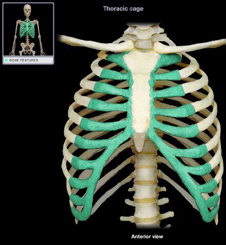 Axial Skeleton Bone Markings Flashcards Quizlet