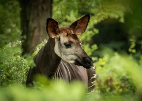 Okapi Behavior - AnimalBehaviorCorner