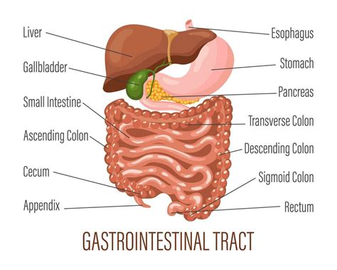 Gastrointestinal tract. Human digestive system anatomy, infographic ...