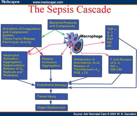 Part 2 Sirs Systemic Inflammatory Response Syndrome Cascade How It Spreads Strive For Good