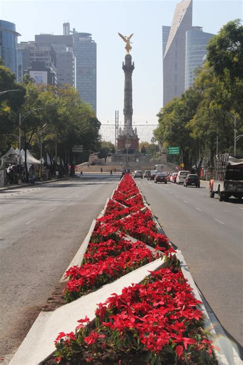 Desde La Fe On Twitter La Nochebuena La Flor Mexicana Que Adorna La