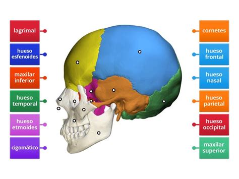 Huesos Craneales Y Faciales Labelled Diagram