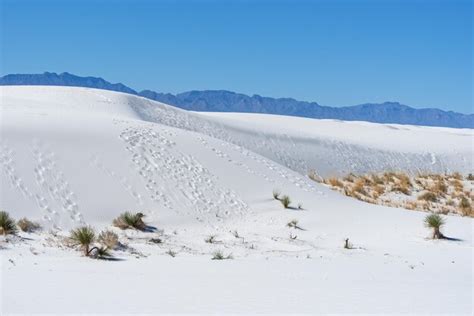 Premium Photo Landscape Of Dunes And A Few Plants At White Sands