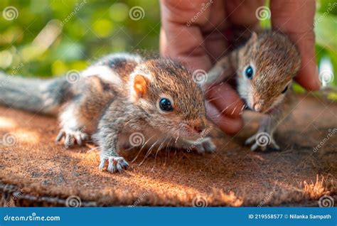 Newborn Squirrel Photos Free And Royalty Free Stock Photos From Dreamstime