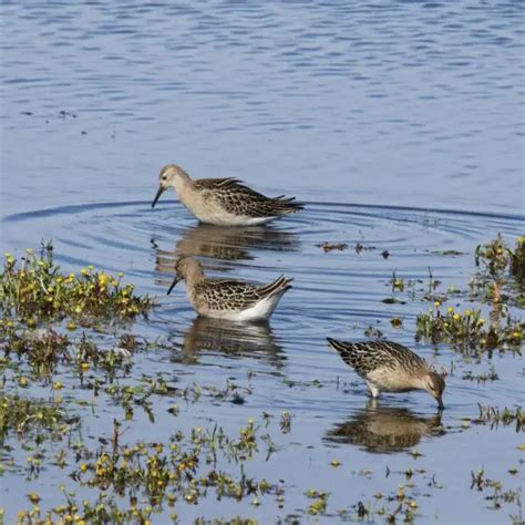 Ruff Facts Diet Habitat And Pictures On Animaliabio