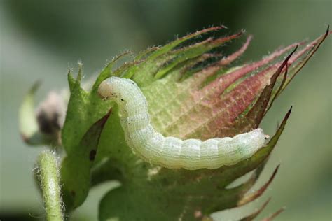 Bollworm and Tobacco Budworm - UT Crops Pest Guides