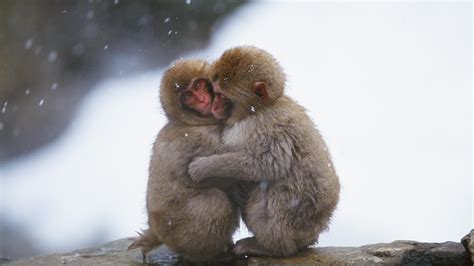 Baby Monkey Wallpapers - Top Free Baby Monkey Backgrounds - WallpaperAccess