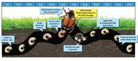 Grub Life Cycle