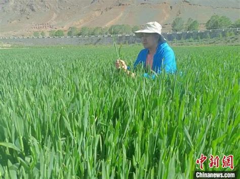 北大荒集团与西藏“牵手”种植优质“高原青稞”腾讯新闻