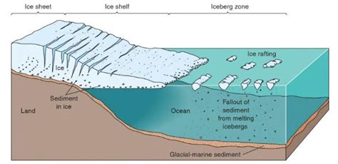 Scientists Guide To Describing Mud Pufins At Sea