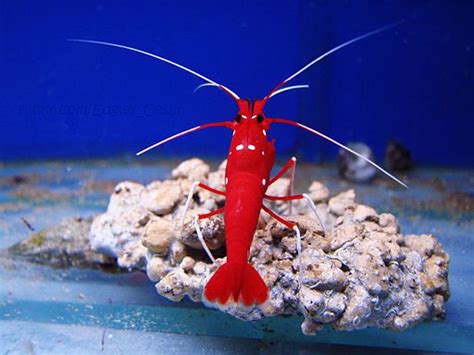 Blood Red Fire Shrimp Care Lysmata Debelius Cleaner Shrimp Wzaquarium