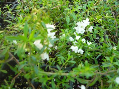 Creeping Winter Savory herb plant hard to by colonialcreekfarm