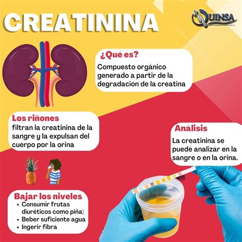 ¿qué Es La Creatinina Quinsa