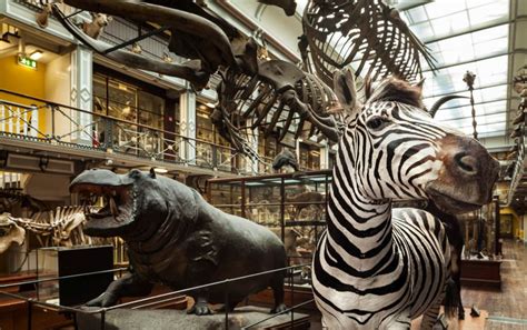 11 Unique Animals To Spot At National Museum Of Ireland Natural History