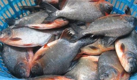 Cara Budidaya Dan Teknik Pembesaran Ikan Bawal Yang Menguntungkan