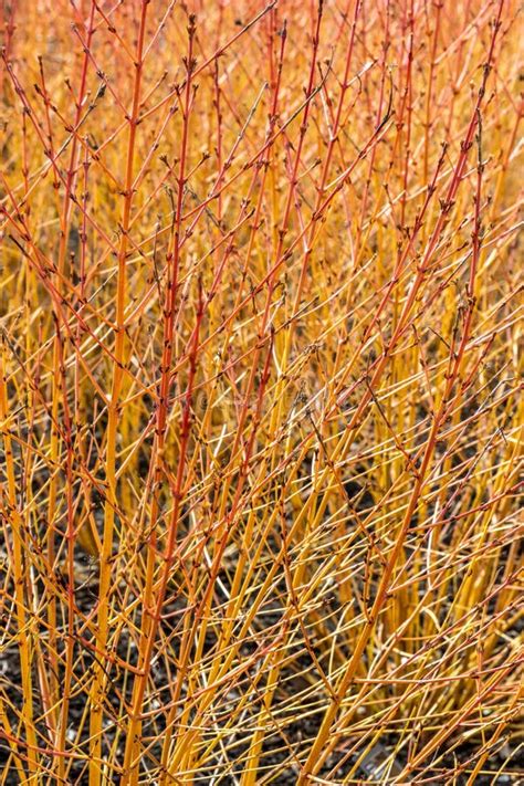 Cornus Sanguinea Anny S Winter Orange Stock Image Image Of Annys