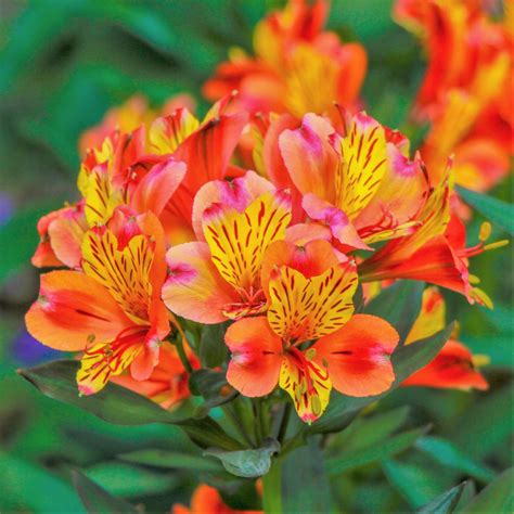 Purple Alstroemeria Stem