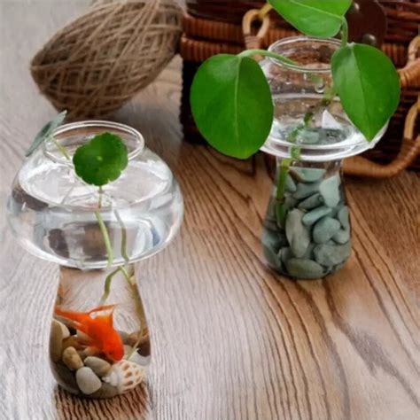 Vase En Verre Transparent Bouteille Pour Plantes Grandado