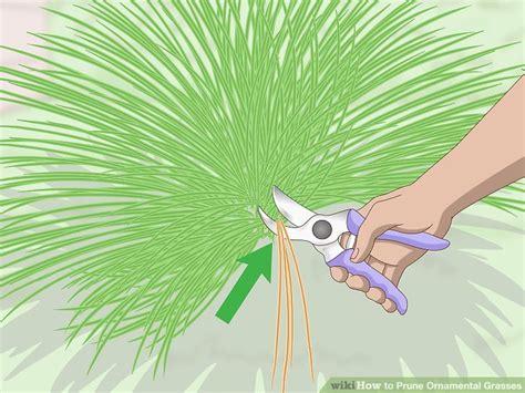 3 Ways To Prune Ornamental Grasses WikiHow