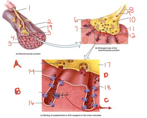 The Neuromuscular Junction Flashcards Quizlet