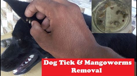 Dog Big Ticks And Mangoworms Removal Youtube