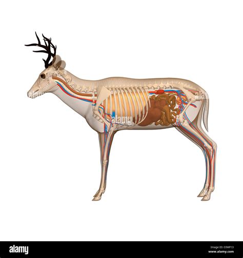 Detailed Deer Anatomy