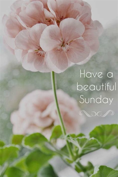 Have A Beautiful Sunday Pictures Photos And Images For Facebook