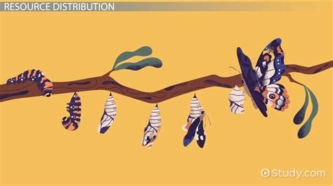 Metamorphosis Drawing Examples