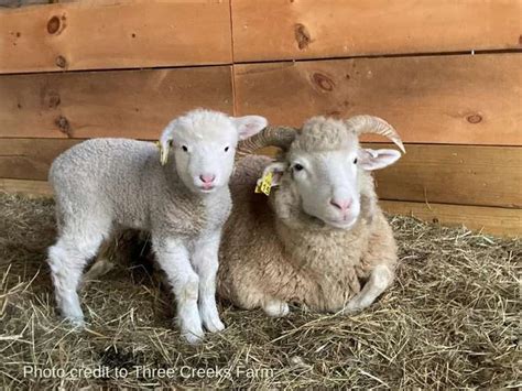 Dorset Horn Sheep: Remarkable Breed with Unique Characteristics