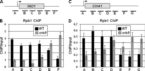 Novel Role For Mediator Complex Subunit Srb Med In Termination Of