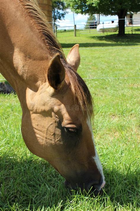 Horse Grazing in the Pasture Stock Photo - Image of colt, wildlife ...