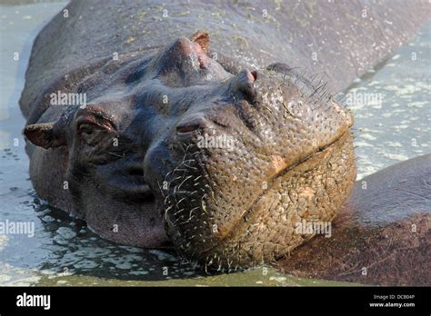 Portrait Of A Hippo Hippopotamus Amphibius In A Pool In Serengeti