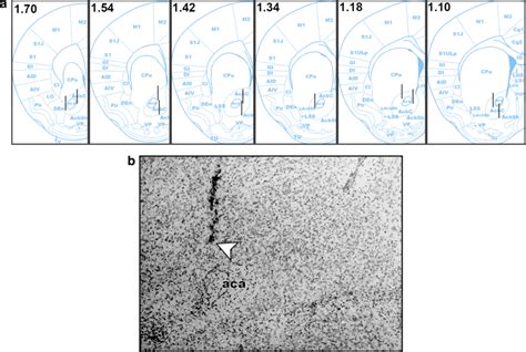 Microdialysis probe placement. In panel a, lines represent ...