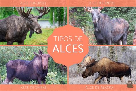 ALCES - Tipos, características, qué comen y dónde viven (con FOTOS)