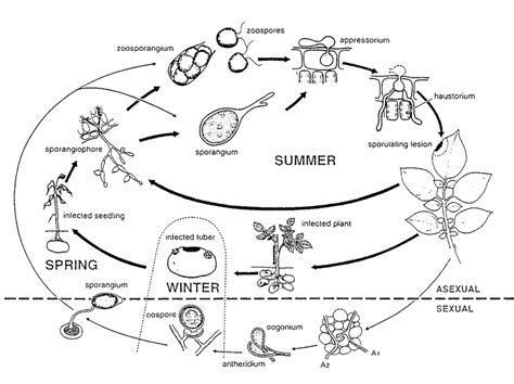 114 Life Cycle Of Phytophthora Infestans Reproduced From Drenth 1994 Download Scientific