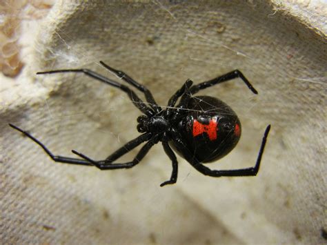 Most venomous spiders in the world | NeoGAF