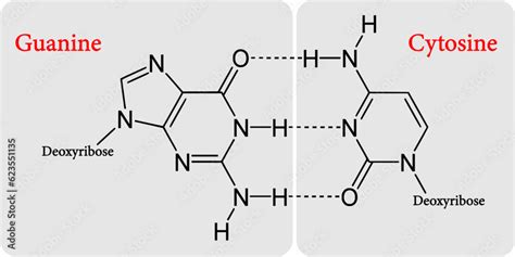 the molecular structures of an guanine-cytosine (GC) base pair. Stock ...