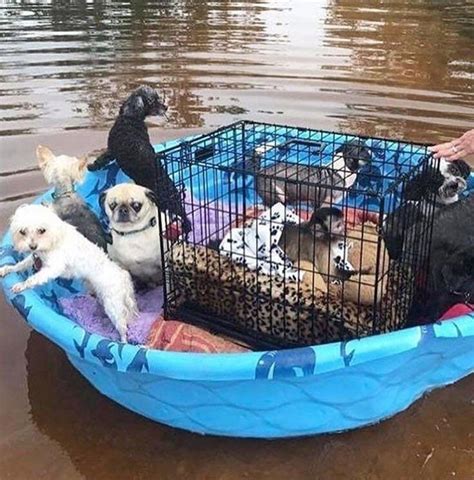 People Banding Together To Save Animals During Hurricane Harvey