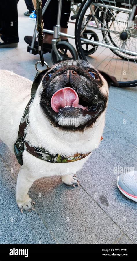 Close Up Portrait Of Pug Sticking Out Tongue On Footpath Stock Photo