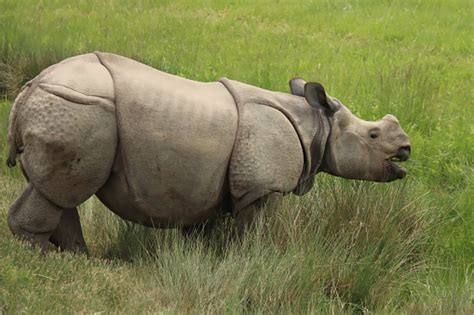 Black Rhino Eating Stock Photo - Download Image Now - Animal, Animal ...