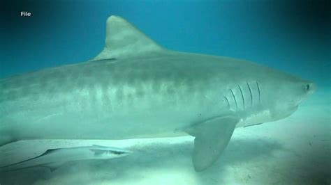 12 Foot Great White Shark Tracked Off North Carolina Coast Youtube