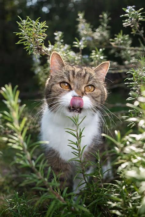 Is Rosemary Toxic to Cats? | Spot®