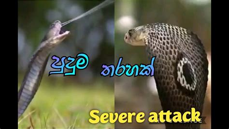 Amazing Snake Python King Cobro Big Battle In Rhe Desert Mongoose Youtube