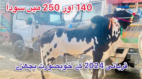 Mandra Mandi Latest Update Ll Part 5 Ll Dhani Bulls Ll Multan Mandi Ll