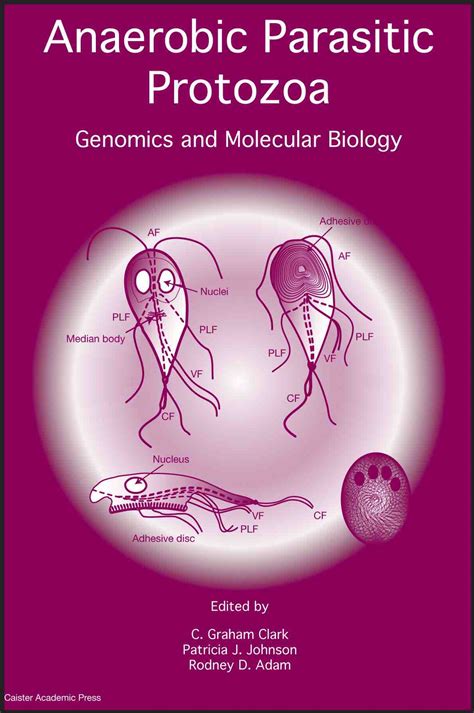 Protozoan Parasites In Humans