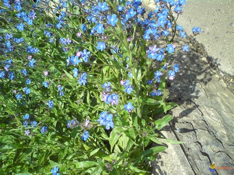 Petites Fleurs Bleues Agencement De Jardin Aux Meilleurs Prix