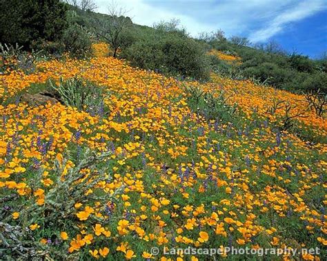 Sonoran Desert Wildflowers - Landscapephotography.net