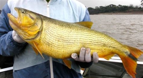 Proponen prohibir pesca de Dorado y Surubí ante cada vez mayor escasez