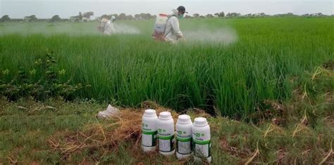 Formas De Aplicaci N De Fertilizantes Colombia Verde