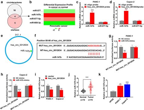 Hsa Circ Sponged Mir B A The Potential Target Mirnas Of